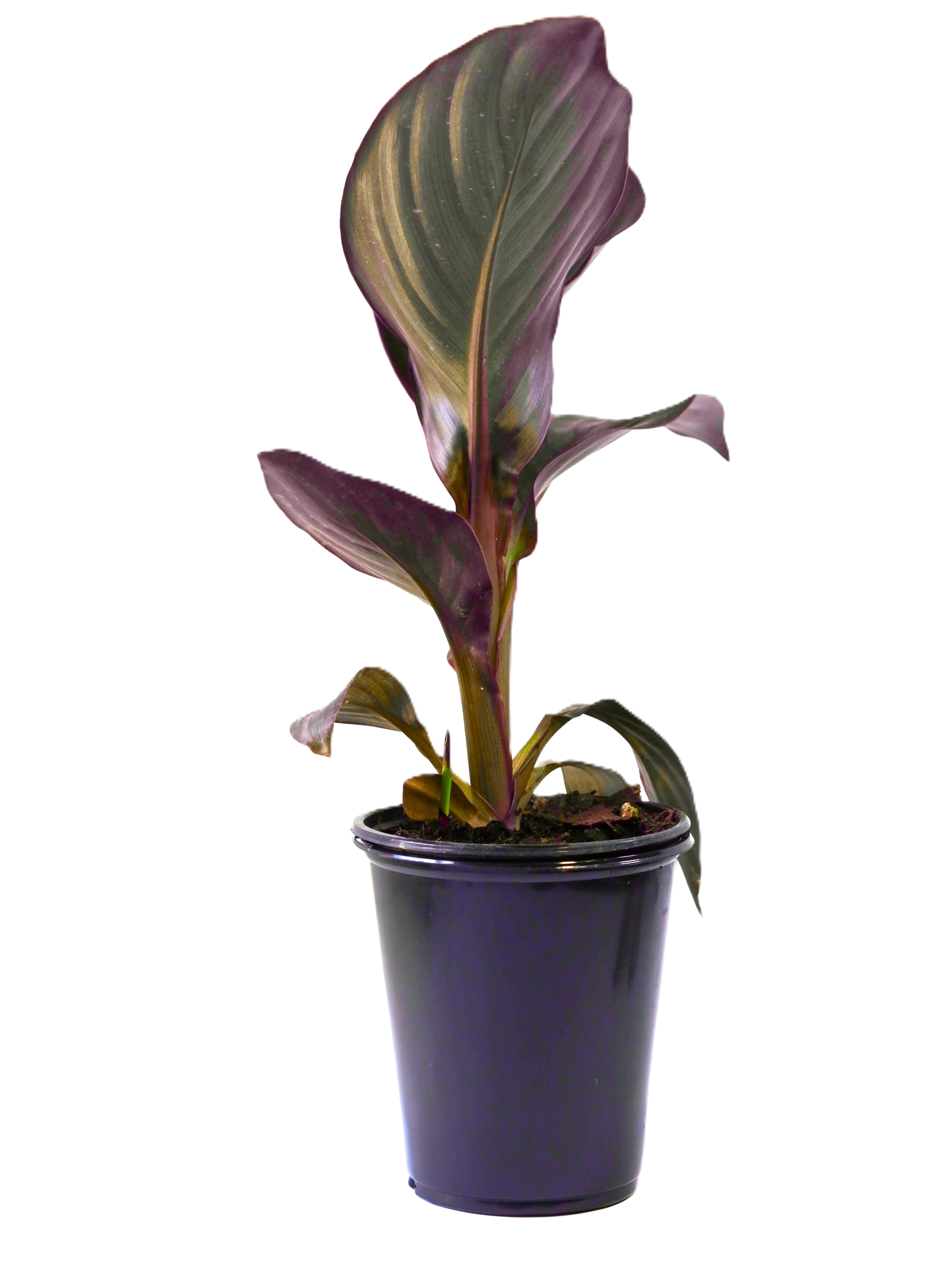 Expert Gardener Outdoor Live Plant Canna Lily Cannova Bronze