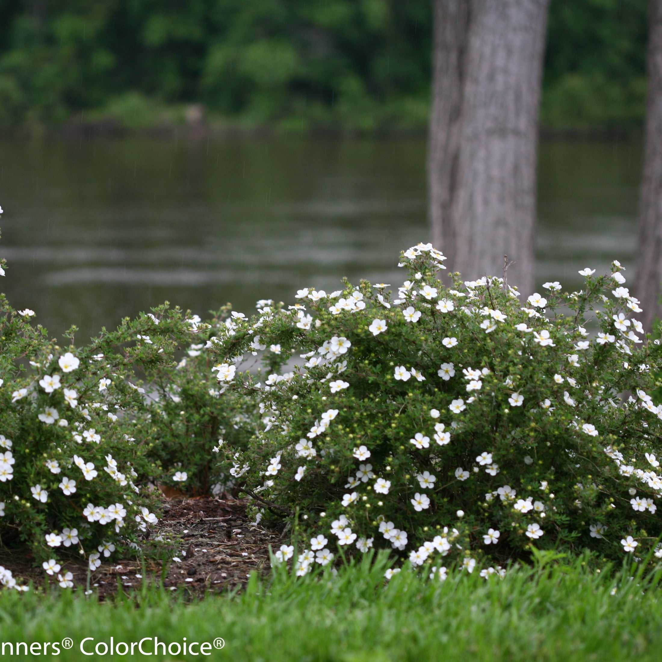 Proven Winners ColorChoice 5" Happy Face White Potentilla Live Plant in 4.5" Pot (4 Count)