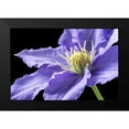 thumbnail image 2 of Veralli, Amalia Elena 24x17 Black Modern Framed Museum Art Print Titled - Purple Clematis, 2 of 5