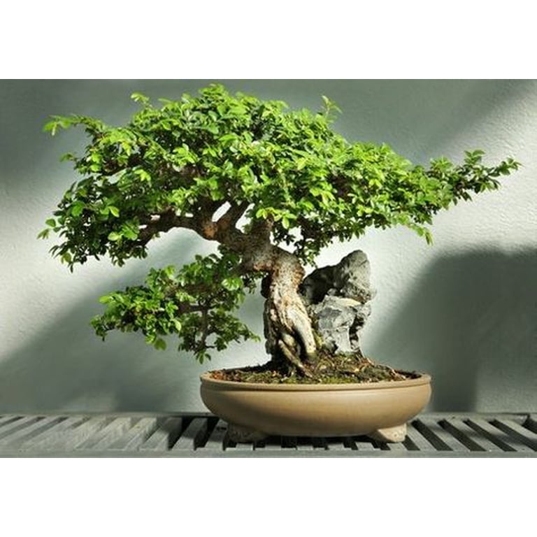 Hokkaido Dwarf Chinese Elm - Ulmus parvifolia - 2.5" Pot - Fairy  Garden/Bonsai