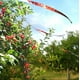 thumbnail image 4 of Cinta Reflejante Ahuyentadora De Aves Pájaros Bird-x Bird-x Bird-x, 4 of 5