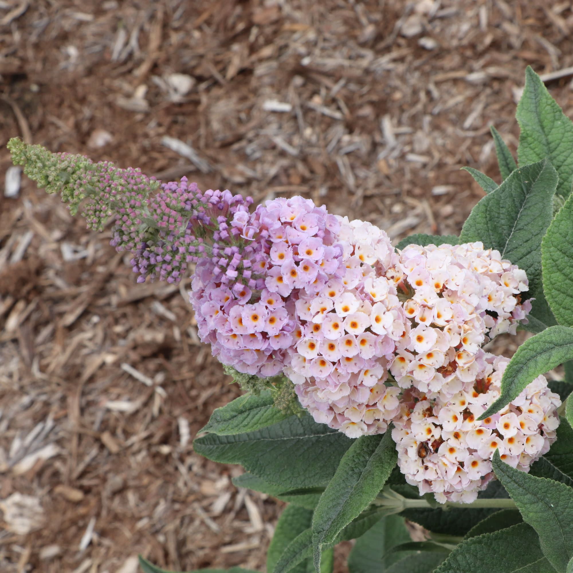 Proven Winners ColorChoice 6" Purple Pugster Sorbet Butterfly Bush Live Plant in 7.5" Pot