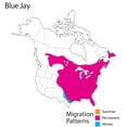 thumbnail image 2 of Wild Republic Audubon Ii Peluche Blue Jay, 2 of 2