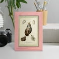 thumbnail image 5 of Bookplate Shells VII - Framed Print w/glass - Sunset Pink, 5 of 8