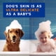 thumbnail image 3 of Champú para perros Douxo Skin & Coat SPA 473 ml, acondicionador 2 en 1, 3 of 7