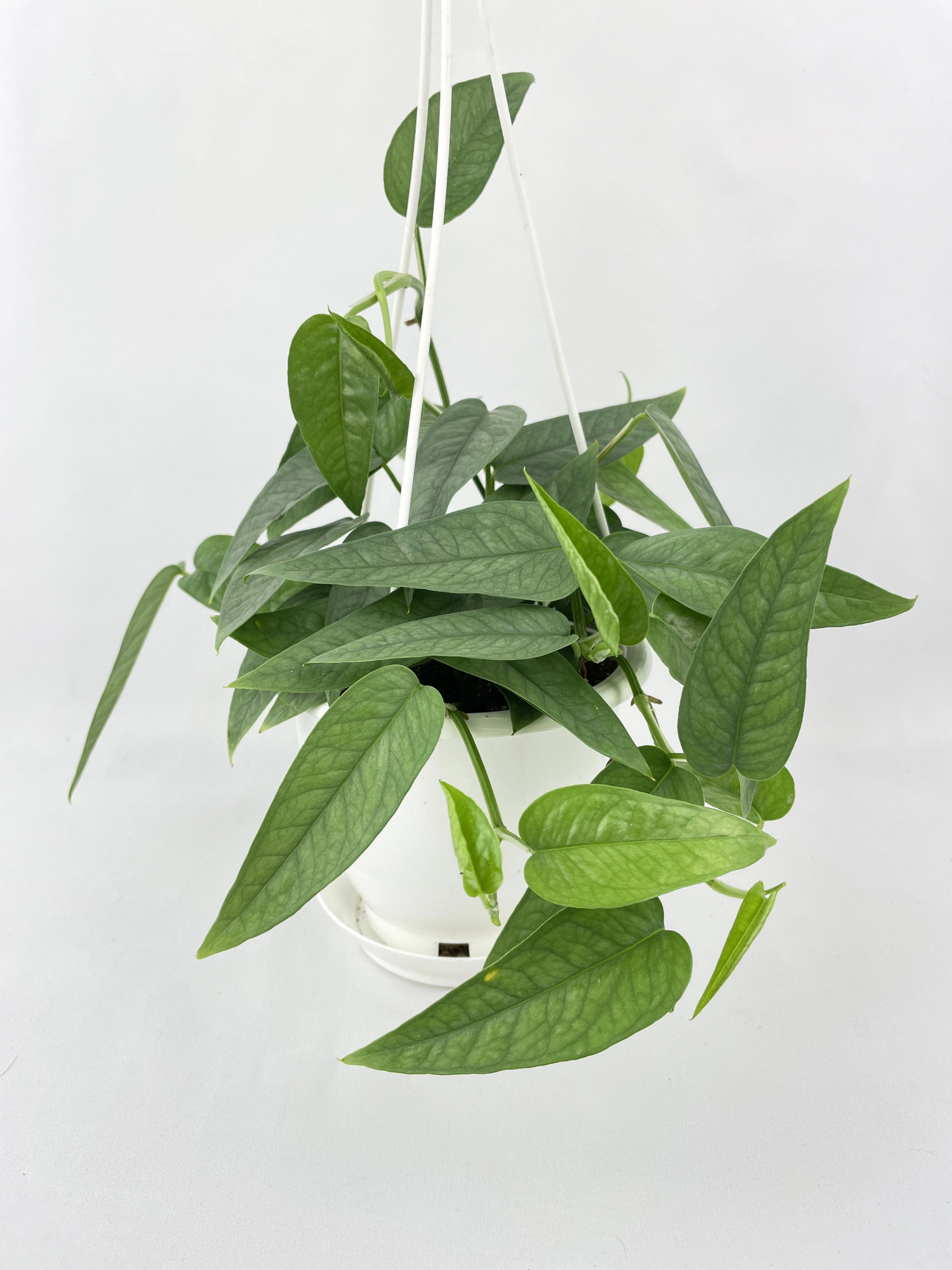 Epipremnum Pinnatum Cebu Blue Pothos Walmart Com