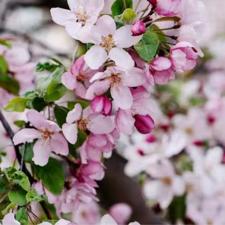 Expert Gardener 24