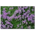 thumbnail image 6 of Elfin Thyme&ndash;Low&ndash;Growing Ground Cover&ndash;Aromatic Foliage  1 Gallon, 6 of 12