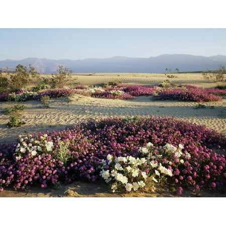 California, Anza Borrego Desert Sp, Wildflowers on a Sand Dune Print Wall Art By Christopher Talbot (Best Places To See Wildflowers In California)