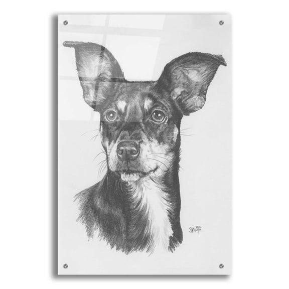 Epic Art 'Chiweenie' by Barbara Keith, Acrylic Glass Wall Art, 24"x36"