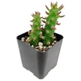 thumbnail image 2 of Eve's Needle Cactus (2"+ Clay Pot) - Austrocylindropuntia subulata - Unique Shaped Cactus, 2 of 5
