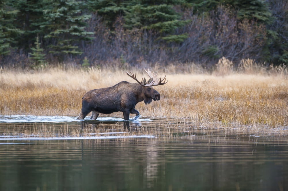 Bull Moose In Rut W