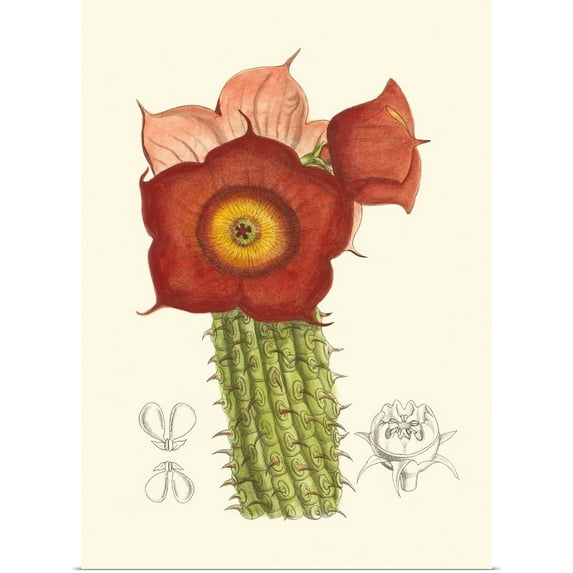 Great BIG Canvas | Rolled William Curtis Poster Print entitled Curtis Flowering Cactus II