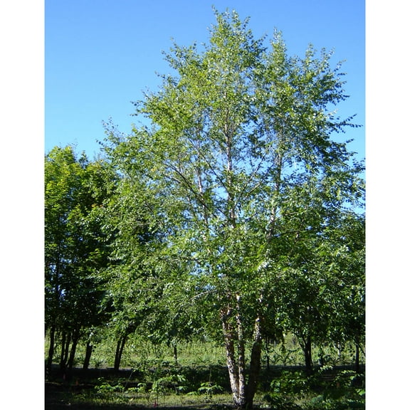3 Gal. Pot, Heritage Clump Birch Starter Shade Tree, One Plant per Offer