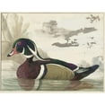thumbnail image 2 of Gerrit van den Heuvel 18x15 Gold Ornate Wood Frame and Double Matted Museum Art Print Titled - Carolina Duck (1771), 2 of 4