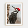 thumbnail image 2 of Pileated Woodpecker On A Cold Day - Photography Wildlife Bird Woodland Nature Forest Animal Scenic Unframed Wall Art Print 24 x 36 inches, 2 of 16
