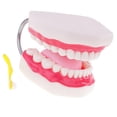 thumbnail image 4 of Nuevo Kit de Modelo de Lengua de de con Cepillo de para Juguete de Ciencia de de Anatomía, 4 of 9