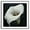 Calla Lily, variant on Moonow7 Elegant Flower Pictures for Wall, Peony Botanical Poster for Home Decor in Living Room, Bedroom, Entry Shelf, Studio, or Bathroom Niche, Unframed Size 18x18” / 45x45 cm