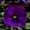 Purple, variant on Pansy Flower Garden Seeds - Delta Premium F1 Series - Neon Violet - 500 Seeds - Annual Flower Gardening Seed - Viola x wittrockiana
