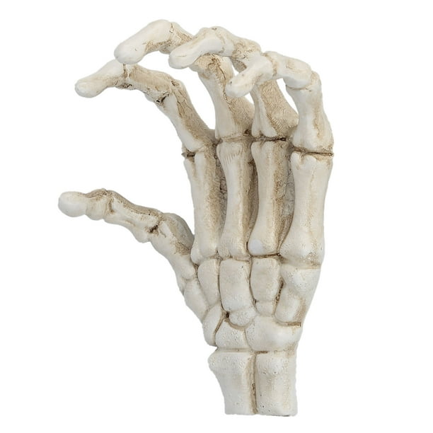 Human Hand Skeleton Model, Plastic Skeleton Hands Light Weight For Teaching  Tool For Home Decoration For Bracket