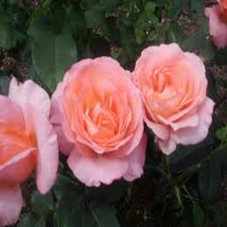 PATCHOULI ROSE FRAGRANCE OIL - 2 OZ - FOR CANDLE & SOAP MAKING BY - FREE S IN USA, PATCHOULI ROSE FRAGRANCE OIL - A RICH SENSUAL FLORAL FRAGRANCE.., By Virginia Candle Supply From USA