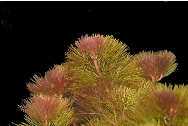 Cabomba Purple – Live Aquarium Plant Bunch for Freshwater Planted Tanks