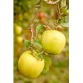 thumbnail image 2 of Horton, Janet 23x32 White Modern Wood Framed Museum Art Print Titled - Wenatchee-Washington State-USA Golden Delicious Apples on the tree, 2 of 4
