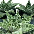 thumbnail image 3 of BubbleBlooms Haworthia Miami Wandera Variegated Lace Aloe Set of 3 in 2 inch pots, 3 of 9