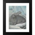 thumbnail image 2 of James Sowerby 14x18 Black Modern Framed Museum Art Print Titled - Tusked Walruses, 2 of 5