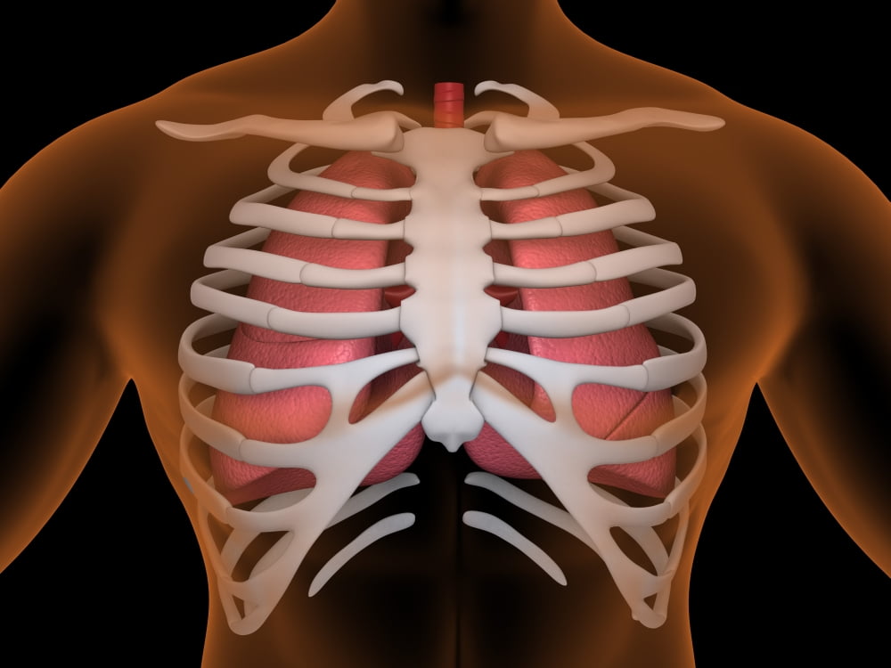 Conceptual image of human lungs and rib cage Stretched ...