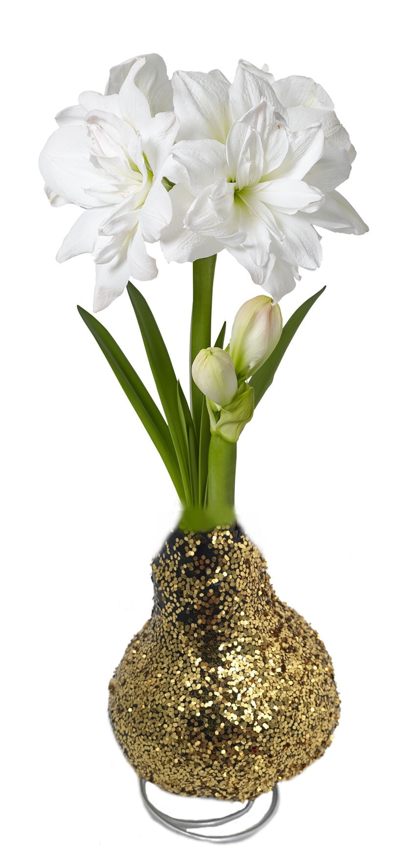 Glitter Dipped Gold Waxed Amaryllis Bulb Immediate Shipping/Holiday