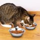 thumbnail image 4 of cuencos para gatos y mascotas de acero inoxidable., 4 of 8