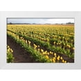 thumbnail image 3 of Dana Styber 14x11 White Modern Wood Framed Wall Art Titled - Tulips at Sunset IV, 3 of 5