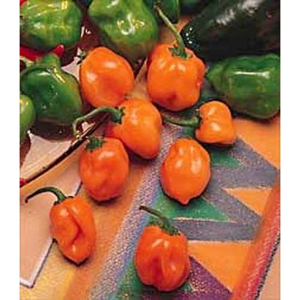 Pepper HOT Orange Habanero Great Heirloom Vegetable 100 Seeds Walmart