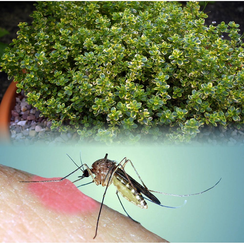 Mosquito Repelling Creeping Lemon Thyme Live Plant FANTASTIC! 4