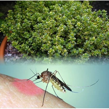 - Mosquito Repelling Creeping Lemon Thyme- Live Plant - FANTASTIC! - 3