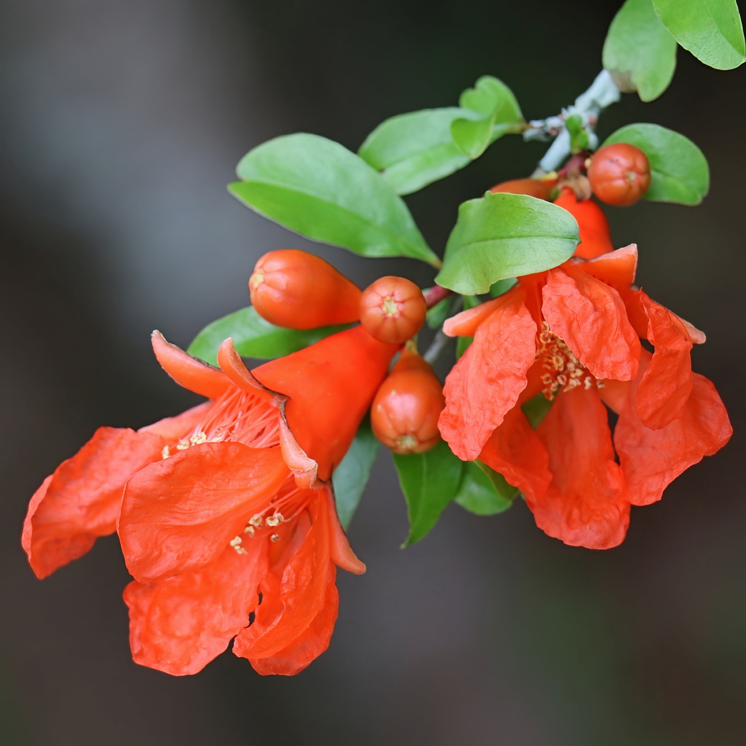 National Plant Network Live Perennial Shrub 1 gal Dwarf Pomegranate with Full Sunlight