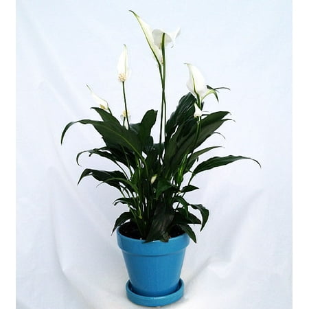 Peace Lily Plant - Spathyphyllium - 4