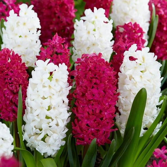 TASC Flower Bulbs- Hyacinthus Canadian Pride (10 Bulbes)