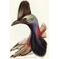 thumbnail image 2 of Gould, John 17x24 Black Ornate Wood Framed with Double Matting Museum Art Print Titled - Australian Cassowary-Casuarius australis, 2 of 4