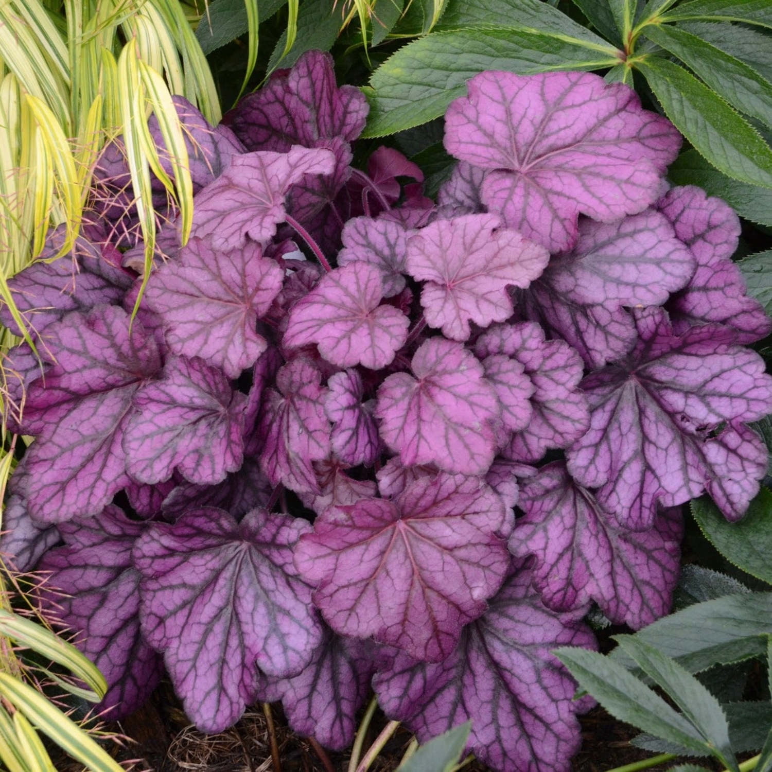 Proven Winners 6" Purple Primo 'Wild Rose' Coral Bells Live Plant in 6.5" Pot