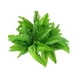 thumbnail image 1 of 4 racimos de helechos artificiales de Boston oso de fresa plantas verdes 35,5 cm, 1 of 3