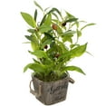 thumbnail image 5 of Northlight Artificial Olive Plant in Rustic Pot with Handles - 14", 5 of 7