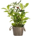 thumbnail image 7 of Northlight Artificial Olive Plant in Rustic Pot with Handles - 14", 7 of 7