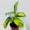 1 Plant, variant on Calathea Pilosa - Live Plant in a 4 Inch Growers Pot - Calathea Ctenanthe 'Pilosa' - Beautiful and Elegant Easy Care Indoor Houseplants from The Nursery