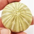 thumbnail image 6 of Sea Urchin Sampler: Natural Purple, Pink, Sputnik, Alfonso and Green Urchins - 5 Piece Set, 6 of 7