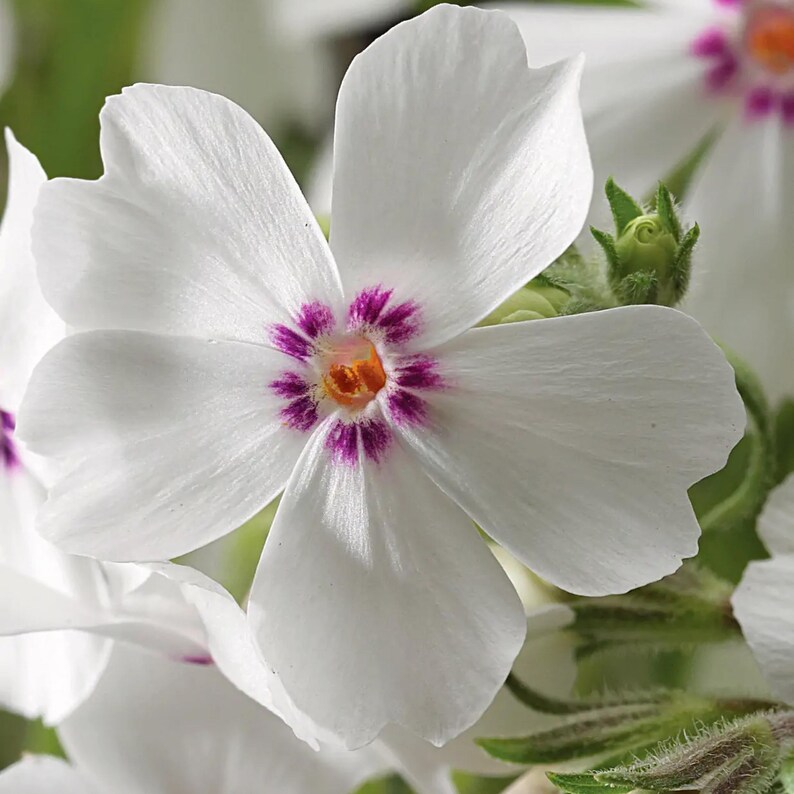 25 Amazing Grace Creeping Phlox Seeds - Cold and Drought,,, for Early Spring/Fall Planting