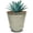 Antique White, variant on Headwind Cordova Glazed Planter – 5" Antique White with Saucer Lightweight Gardening Pot Planters & Accessories – Decorative Plant Pots for Indoor & Outdoor Use by Robert Allen