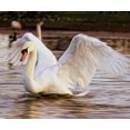 thumbnail image 1 of Lovely Swan - Peinture Diamant DIY, 1 of 6