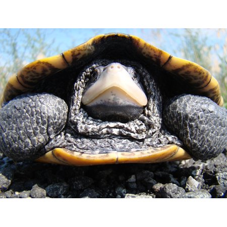 - Canvas Print Shell Reptile Diamondback Terrapin Turtle Adult Stretched Canvas 10 x 14